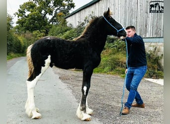 Shire Horse, Hengst, Fohlen (06/2025)
