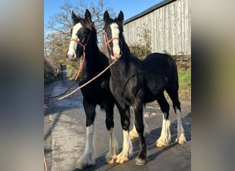 Shire Horse, Hengst, Fohlen (04/2025)
