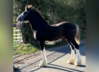 Shire Horse, Hengst, Fohlen (05/2026)