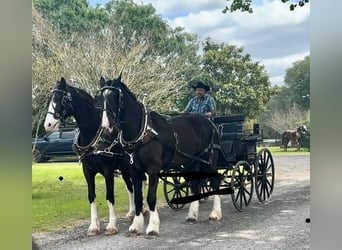 Shire Horse Croisé, Hongre, 12 Ans, 180 cm, Noir