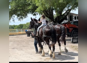 Shire Horse Croisé, Hongre, 12 Ans, 180 cm, Noir