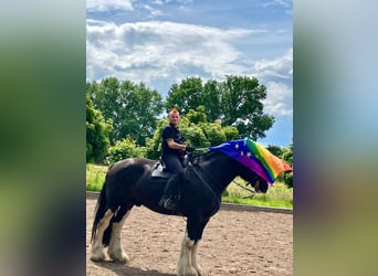 Shire Horse, Hongre, 12 Ans, 184 cm, Noir