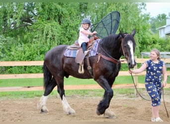 Shire Horse, Hongre, 13 Ans, 173 cm, Noir