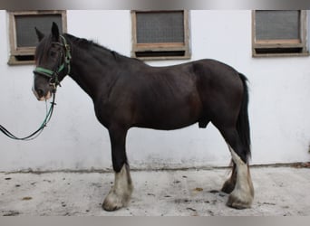 Shire Horse, Hongre, 14 Ans, 185 cm, Noir