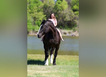 Shire Horse Croisé, Hongre, 16 Ans, 168 cm, Noir