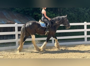 Shire Horse, Hongre, 18 Ans, 177 cm, Noir
