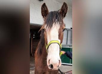 Shire Horse, Hongre, 2 Ans, 170 cm, Bai