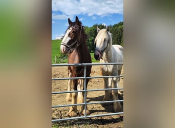 Shire Horse, Hongre, 2 Ans, 170 cm, Bai