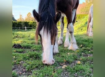 Shire Horse, Hongre, 2 Ans, 170 cm, Bai