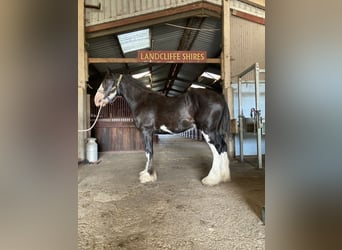 Shire Horse, Hongre, 2 Ans, 173 cm, Noir