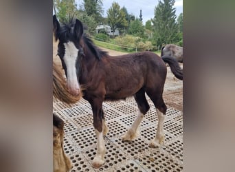 Shire Horse, Hongre, 2 Ans, 175 cm, Noir