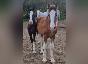 Shire Horse, Hongre, 2 Ans, 175 cm, Noir