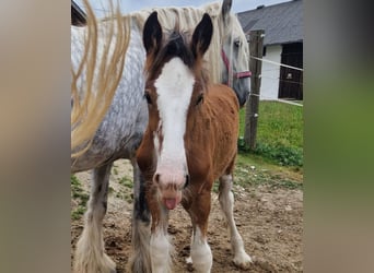 Shire Horse, Hongre, 2 Ans, 180 cm, Bai