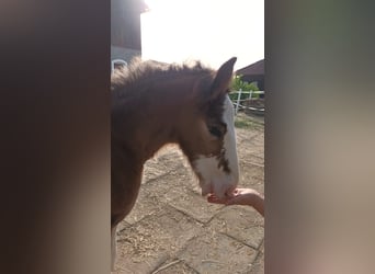 Shire Horse, Hongre, 2 Ans, 180 cm, Bai