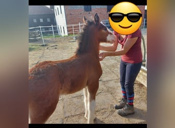 Shire Horse, Hongre, 2 Ans, 180 cm, Bai