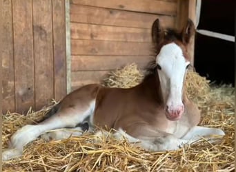 Shire Horse, Hongre, 2 Ans