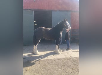 Shire Horse, Hongre, 3 Ans, 173 cm, Noir
