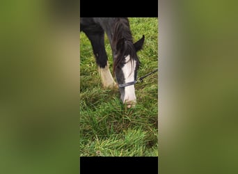 Shire Horse, Hongre, 3 Ans, 175 cm, Noir