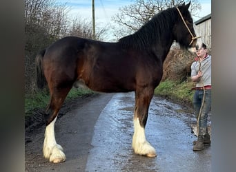 Shire Horse, Hongre, 3 Ans
