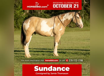 Shire Horse Croisé, Hongre, 4 Ans, 160 cm, Buckskin