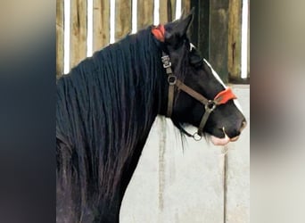 Shire Horse, Hongre, 4 Ans