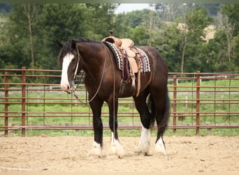 Shire Horse Croisé, Hongre, 4 Ans, Noir