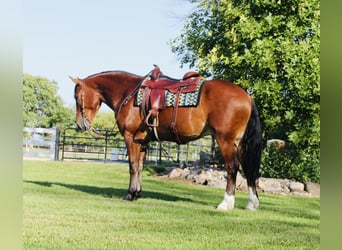 Shire Horse Croisé, Hongre, 5 Ans, 168 cm, Bai cerise