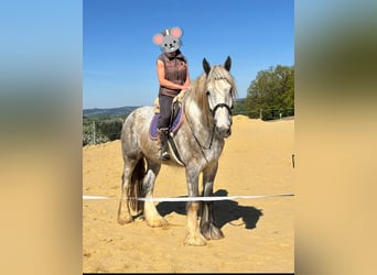 Shire Horse, Hongre, 5 Ans, 172 cm, Gris