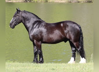 Shire Horse Croisé, Hongre, 6 Ans, 168 cm, Noir