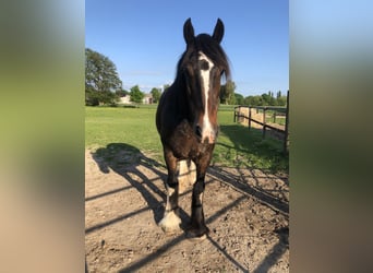 Shire Horse, Hongre, 6 Ans, 174 cm, Bai
