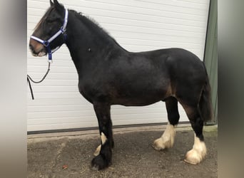 Shire Horse, Hongre, 6 Ans, 174 cm, Bai