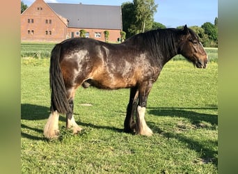 Shire Horse, Hongre, 6 Ans, 174 cm, Bai