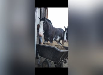 Shire Horse, Hongre, 7 Ans, 175 cm, Bai brun