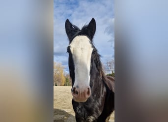 Shire Horse, Hongre, 7 Ans, 175 cm, Bai brun