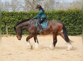 Shire Horse, Hongre, 7 Ans, 180 cm, Bai brun
