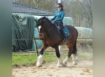 Shire Horse, Hongre, 7 Ans, 180 cm, Bai brun