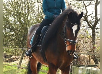 Shire Horse, Hongre, 7 Ans, 180 cm, Bai brun