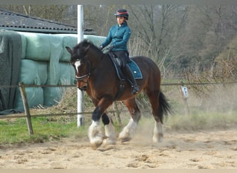 Shire Horse, Hongre, 7 Ans, 180 cm, Bai brun