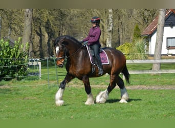Shire Horse, Hongre, 7 Ans, 180 cm, Bai brun