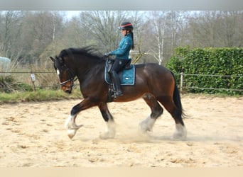 Shire Horse, Hongre, 7 Ans, 180 cm, Bai brun