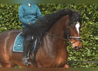 Shire Horse, Hongre, 7 Ans, 180 cm, Bai brun