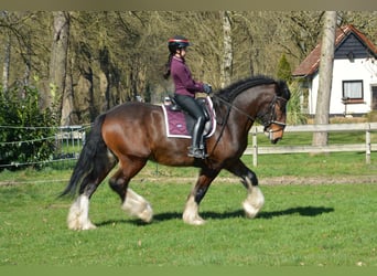 Shire Horse, Hongre, 7 Ans, 180 cm, Bai brun