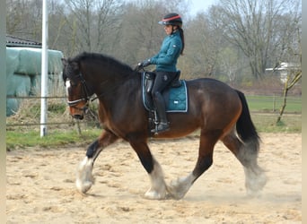 Shire Horse, Hongre, 7 Ans, 180 cm, Bai brun