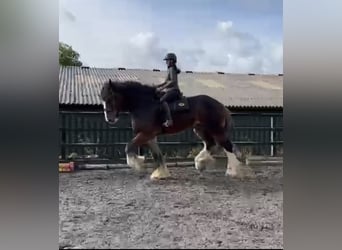 Shire Horse, Hongre, 7 Ans, 193 cm, Bai cerise