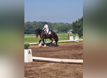 Shire Horse, Hongre, 9 Ans, 188 cm, Bai brun foncé