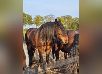 Shire Horse, Hongre, 9 Ans, 188 cm, Bai brun foncé