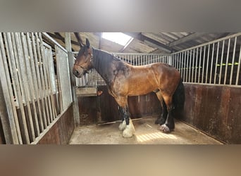 Shire Horse, Hongre, 9 Ans, 188 cm, Bai brun foncé