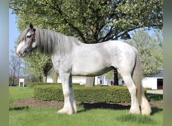 Shire Horse, Jument, 10 Ans, 168 cm, Sabino