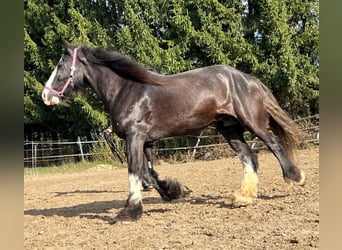 Shire Horse, Jument, 10 Ans, 175 cm, Bai