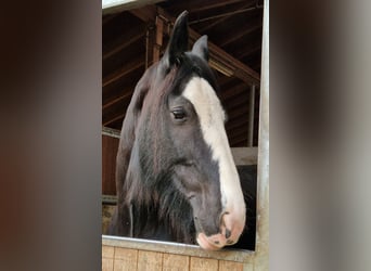 Shire Horse, Jument, 10 Ans, 175 cm, Bai